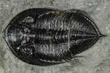 Fossil Zlichovaspis Trilobite - Atchana, Morocco #359486-1